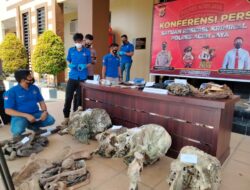 Kronologi Penangkapan 11 Tersangka Pembunuhan 5 Individu Gajah di Aceh Jaya