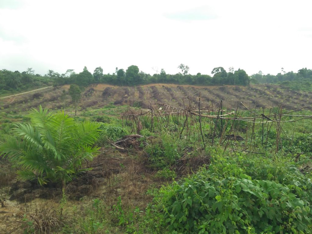 Areal plasma kebun kelapa sawit di Gampong Lubok Pusaka. Foto: tim durasi
