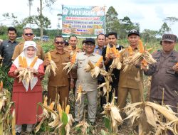 Pj Bupati Aceh Utara Panen Jagung Kering Pipil di Kuta Makmur