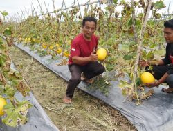 Jadi Petani Melon dan Semangka, Geuchik Alue Keurinyai Raup Keuntungan Ratusan Juta Rupiah
